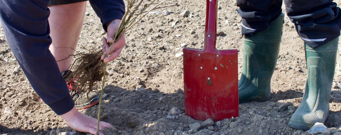 Spade og folk i gummistøvler planter træer på mark
