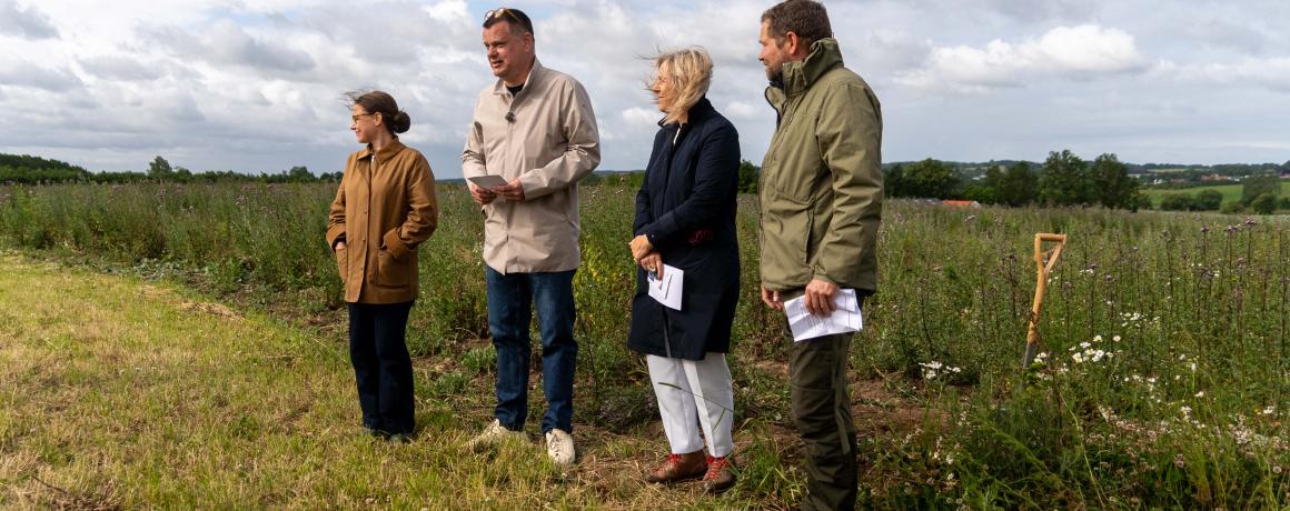 foto af nyplantet skov på mark