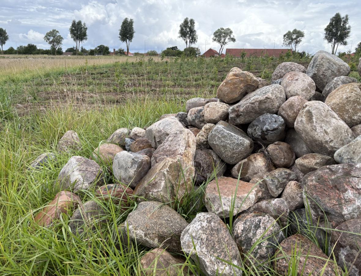 Stenbunke og ung skov fra Skovholmene ved herfølge