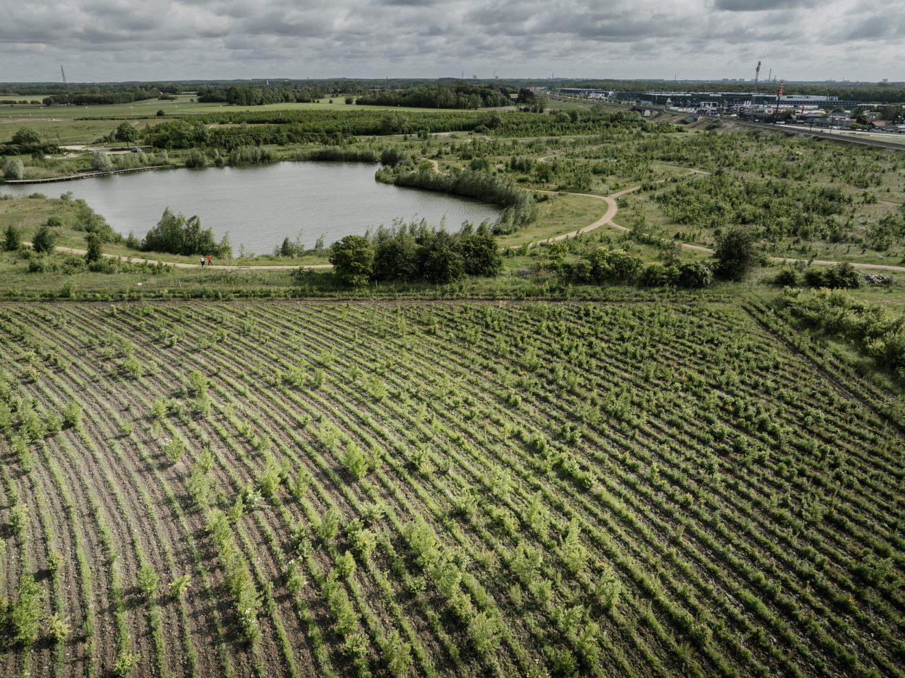 Landsbyskoven i Ishøj mod nord