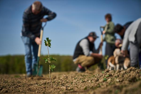 planter skov