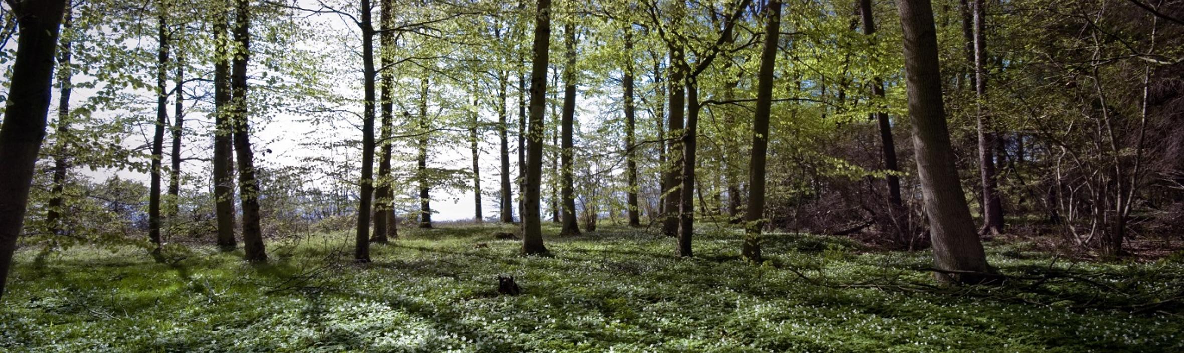 Bøgeskov med anemoner i skovbunden tidligt forår