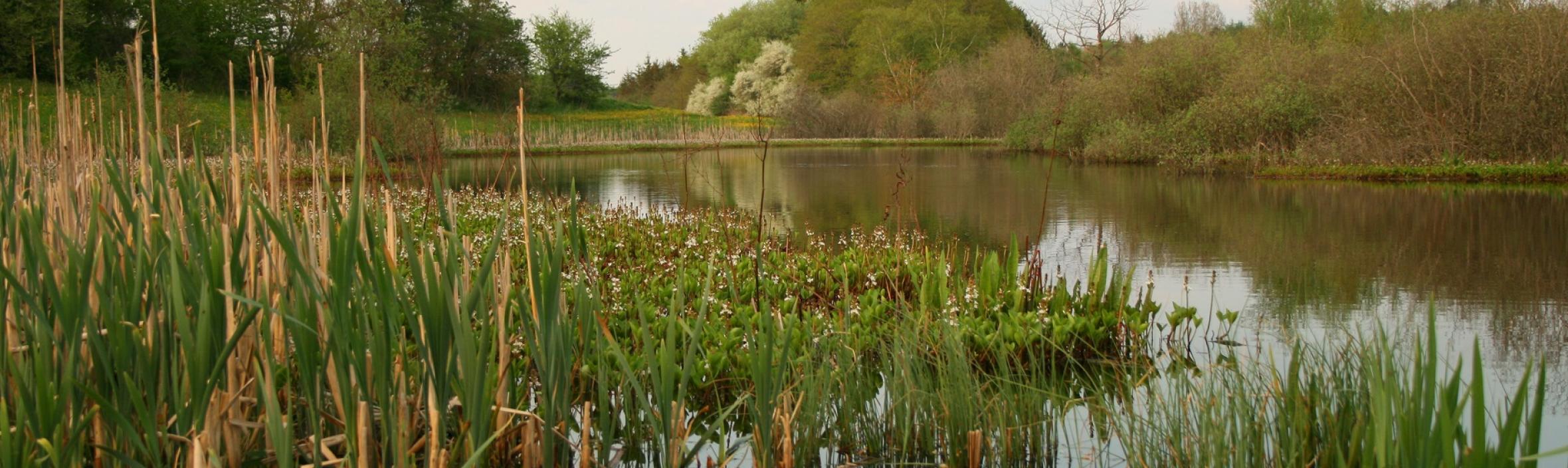 naturområde i viborg