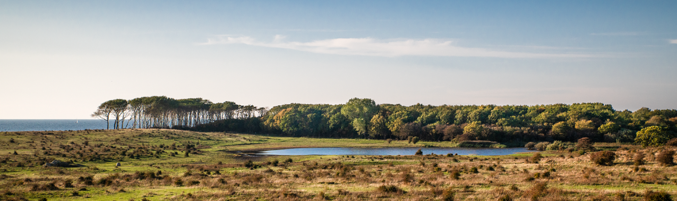 foto af Landskab med skov og vådområde på langeland