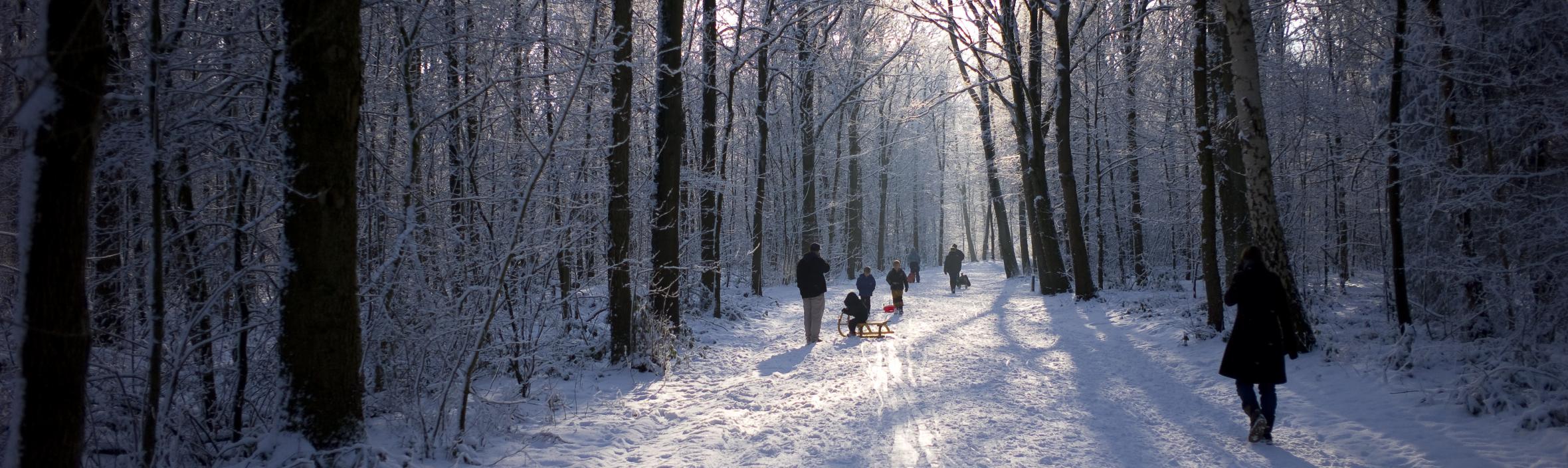 vinterskov