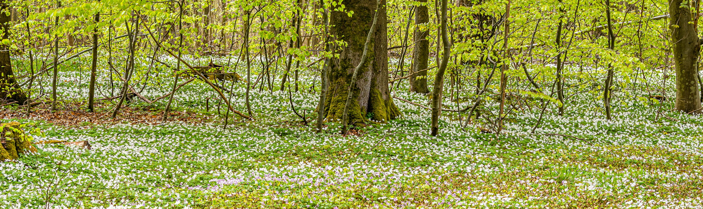 forårsskov anemoner