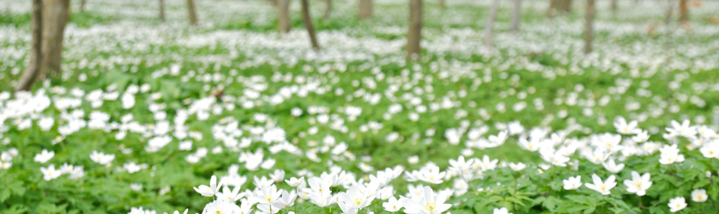 anemoner i skovbund