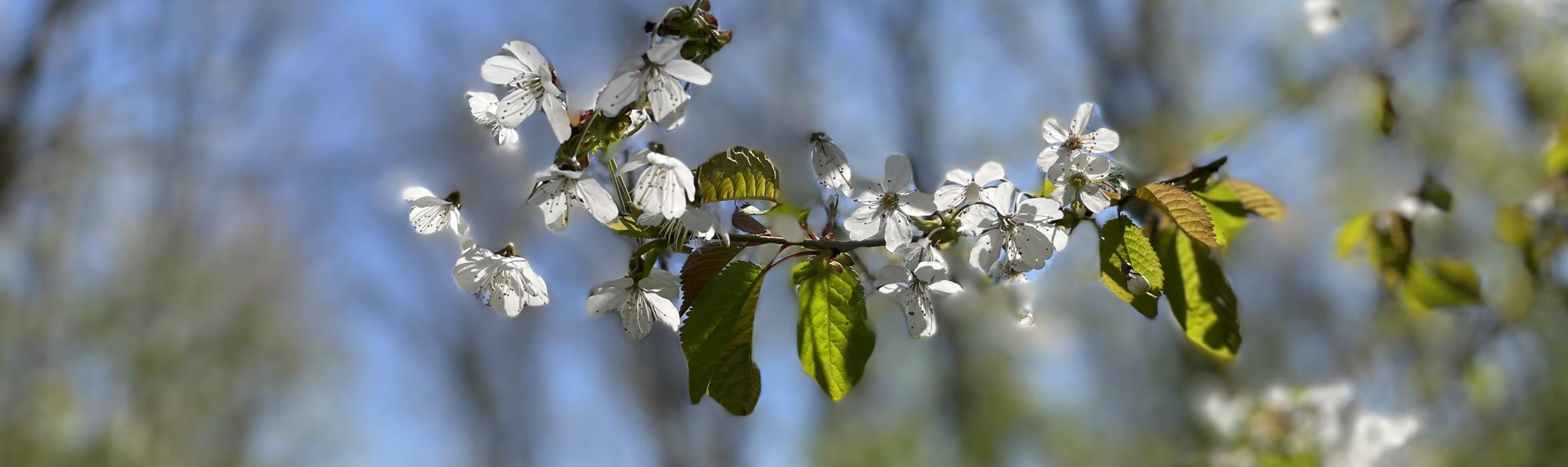 blomstrende kirsebærgren 