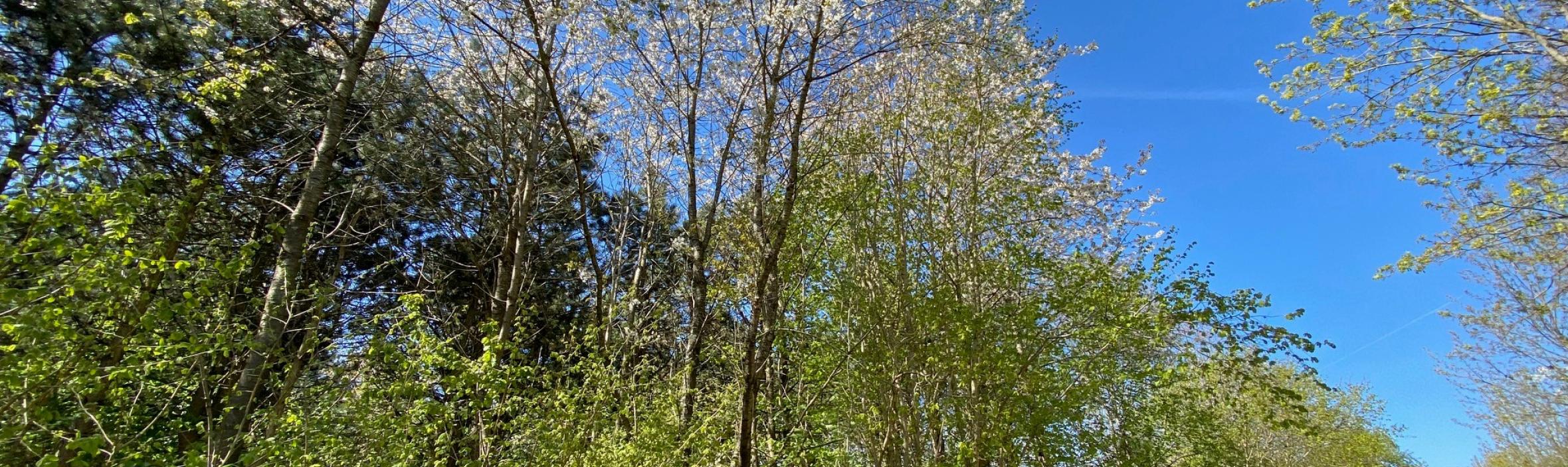 foto af skovbryn og blå himmel