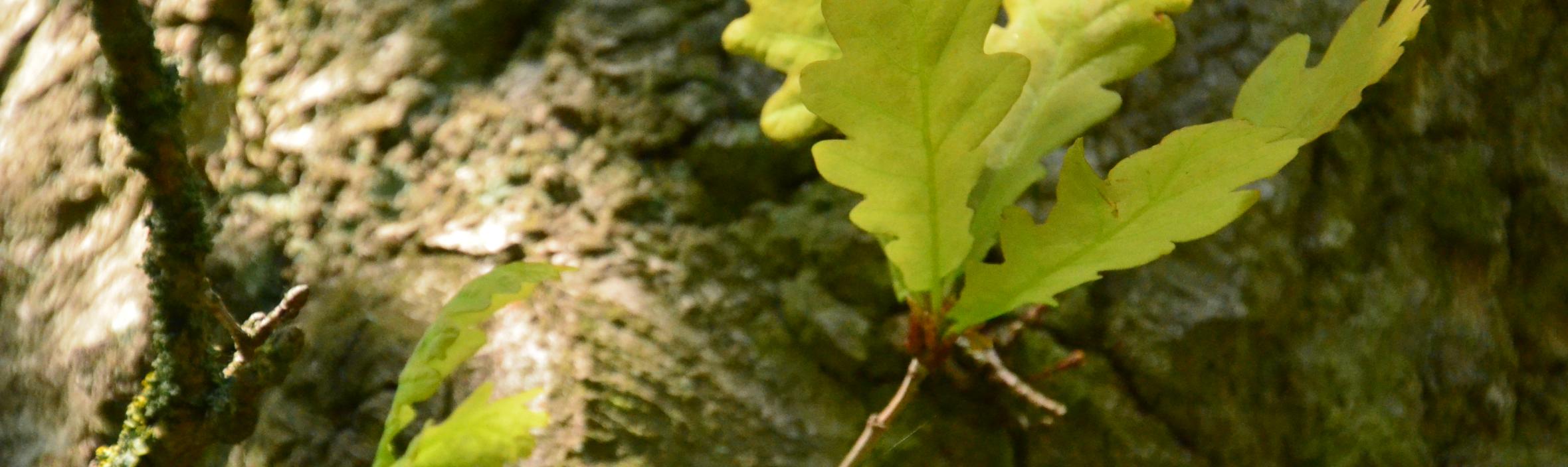 foto af egetræ med nærbillede af blad