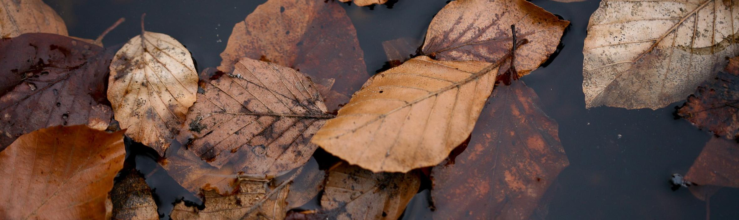 foto af efterårsblade i vandpyt 