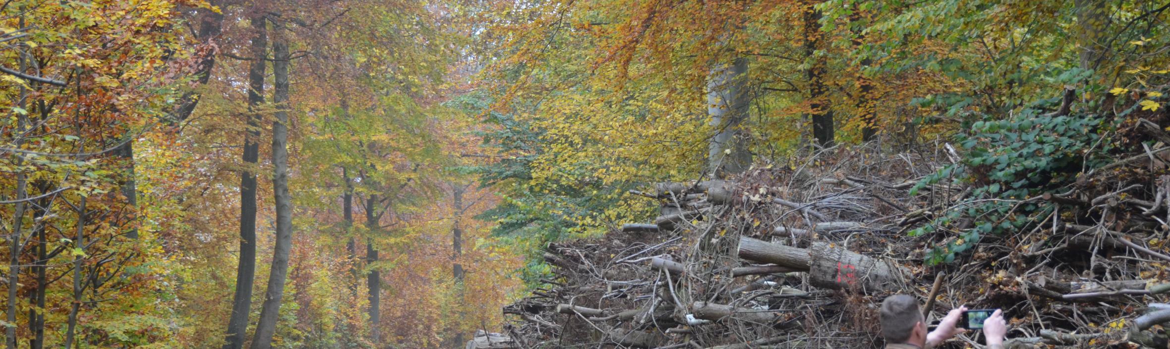 billede fra en skov med træ der ligger i vejkanten