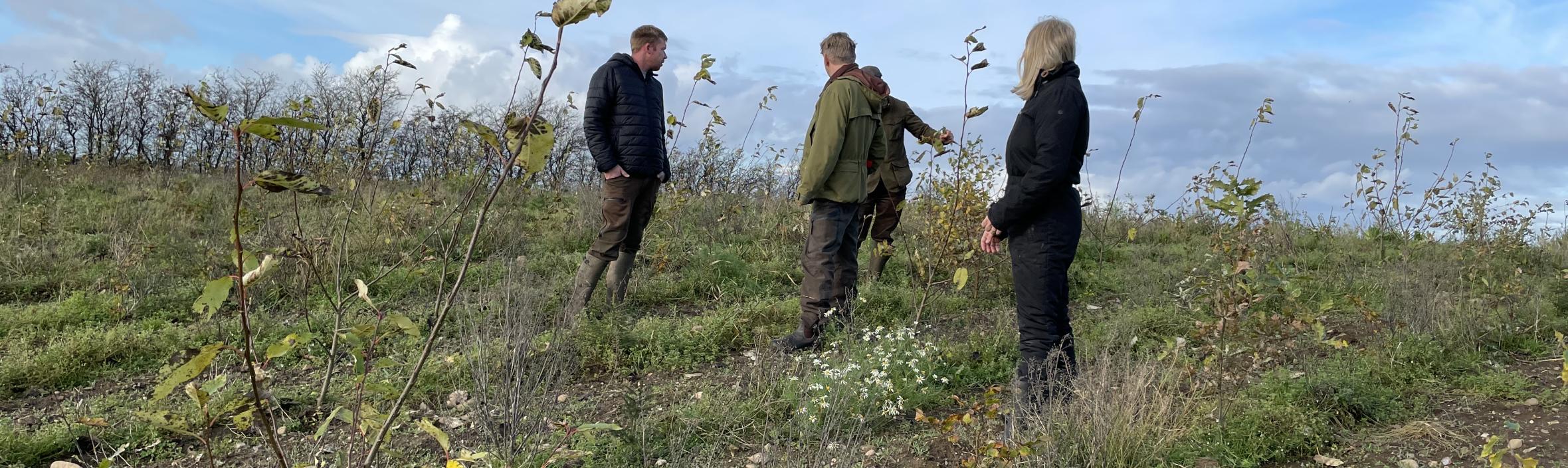 foto af mennesker i nyplantet skov