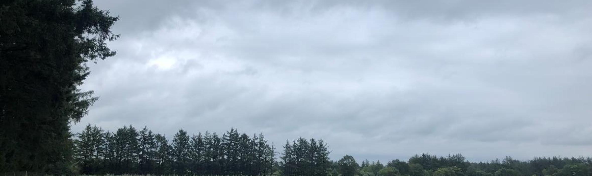 foto af den nyplatede skov i nørre nebel
