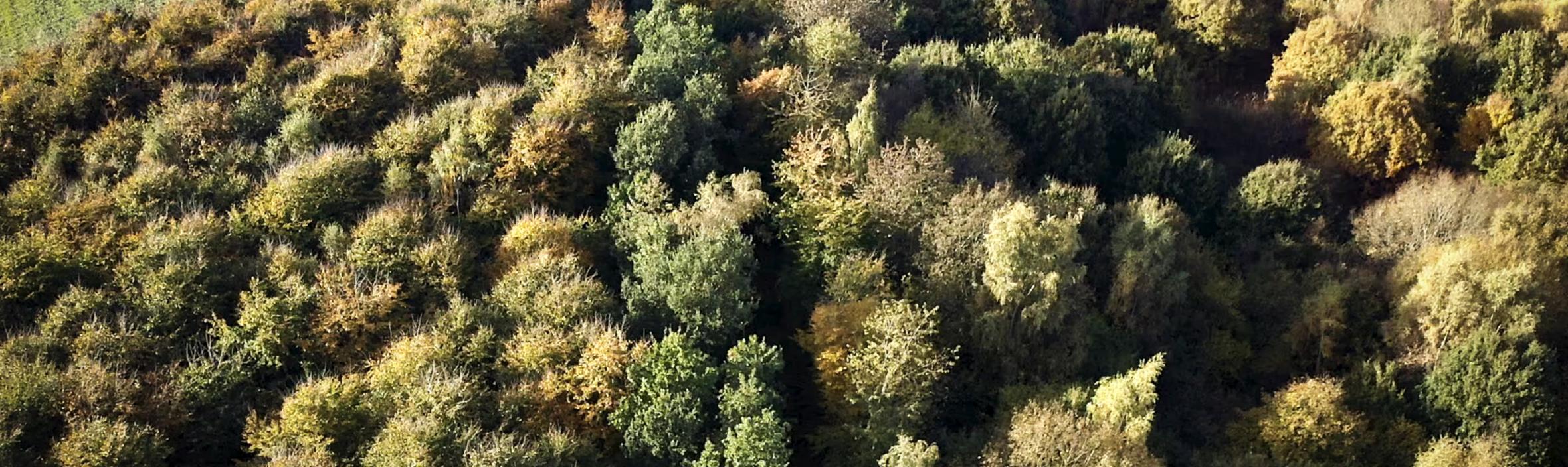 foto af selvgroet skov set oppefra