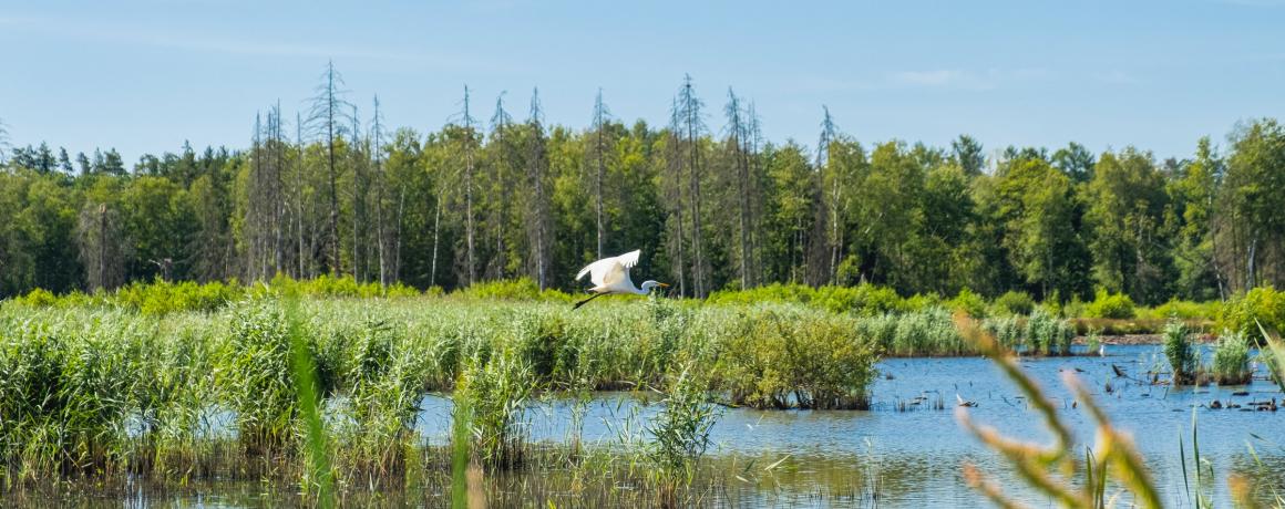 Biodiversitet lavbund