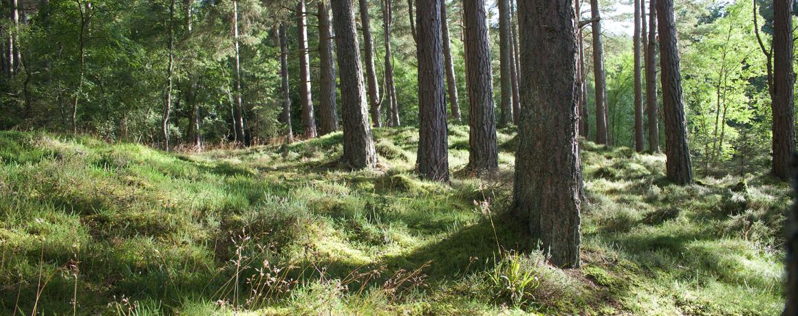 Skovbund