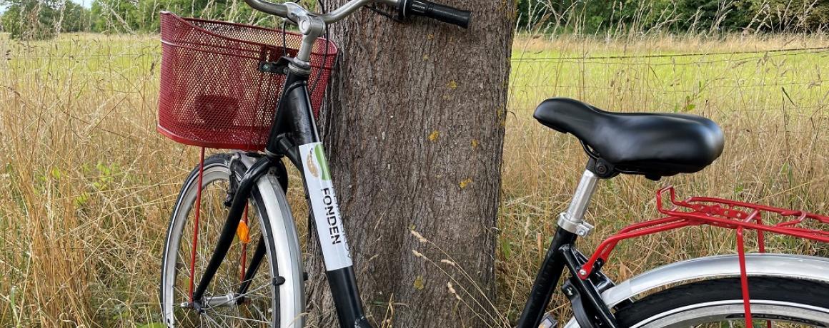 cykel lænet op ad træ