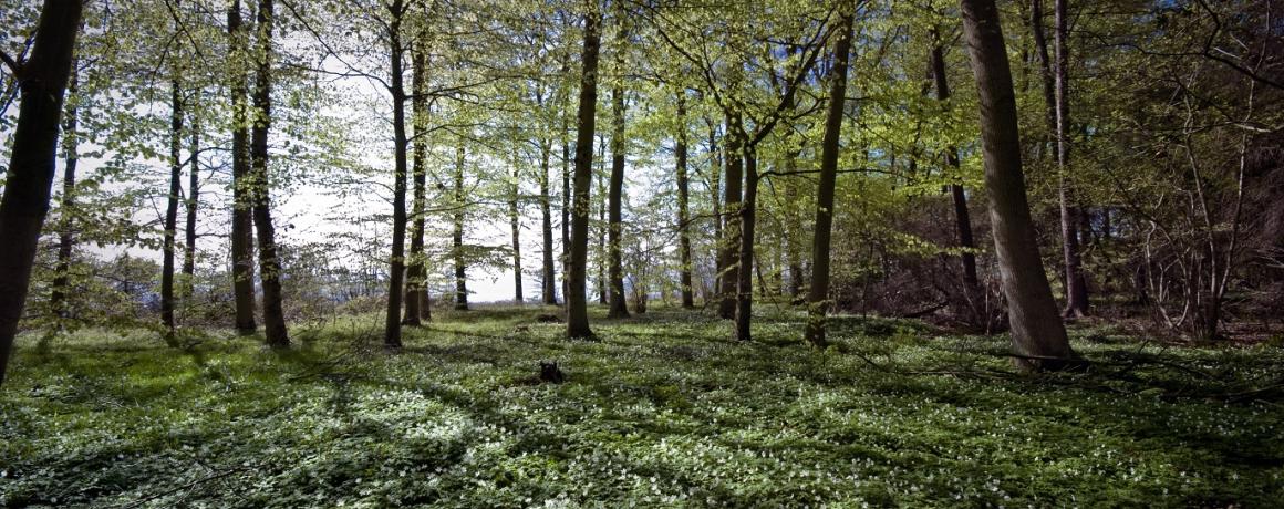 Bøgeskov med anemoner i skovbunden tidligt forår