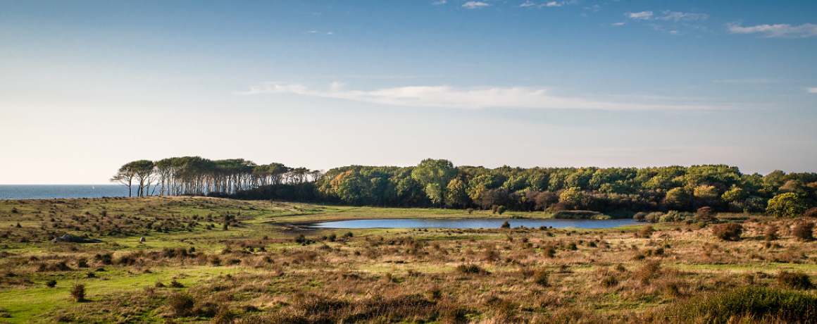 foto af Landskab med skov og vådområde på langeland