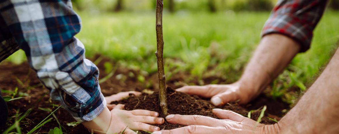 barn og bedsteforælder planter træ