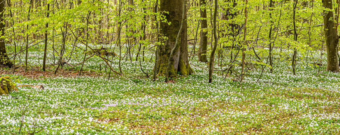 forårsskov anemoner