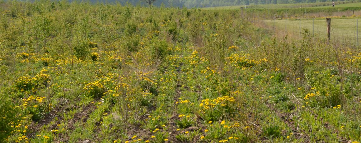 Skov plantes på mark