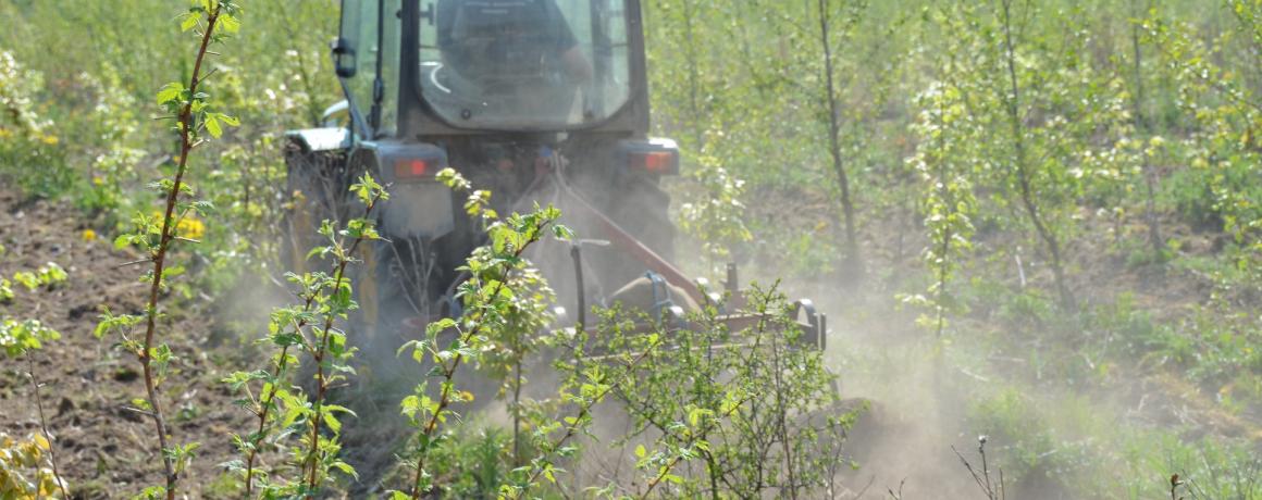 skovplantning med traktor mellem små træer