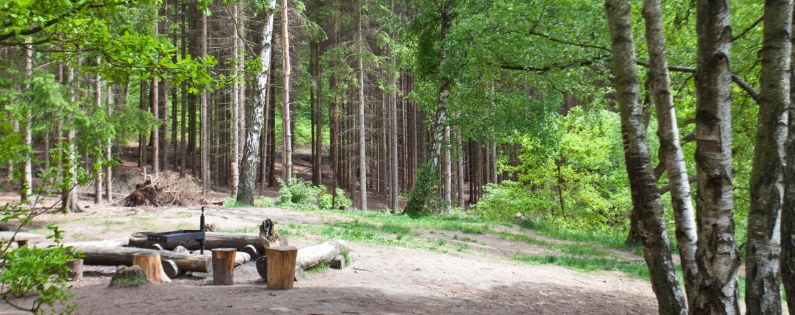 Lysning i skov med borde og bænke