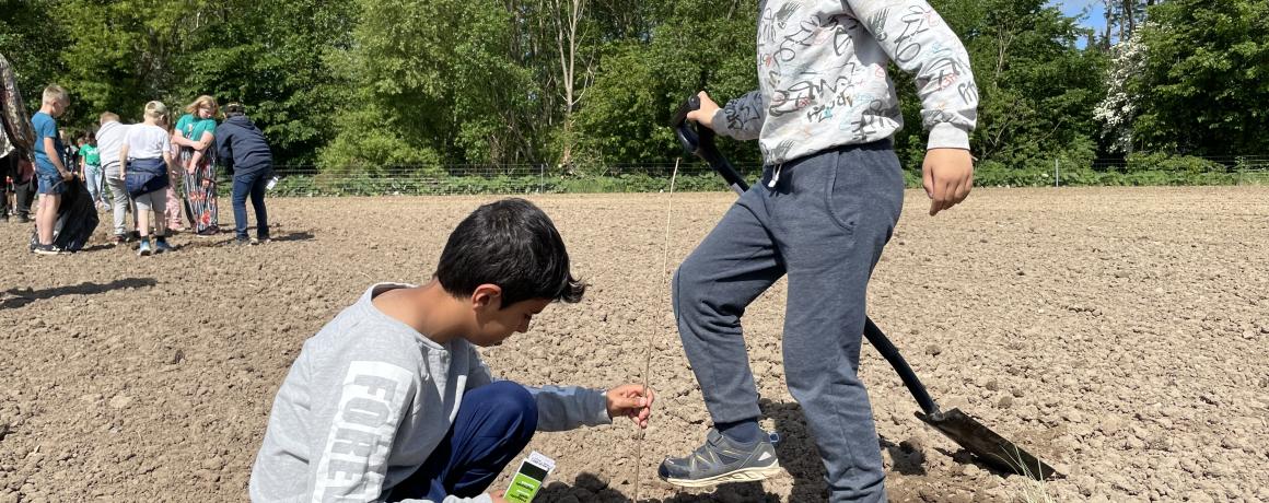 skolebørn planter træer på mark