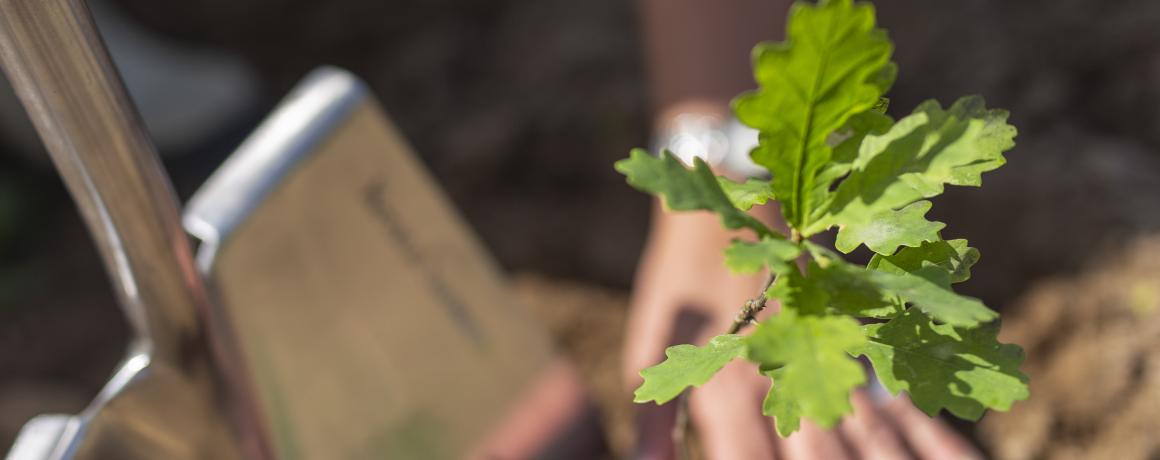 lille egetræ der plantes 