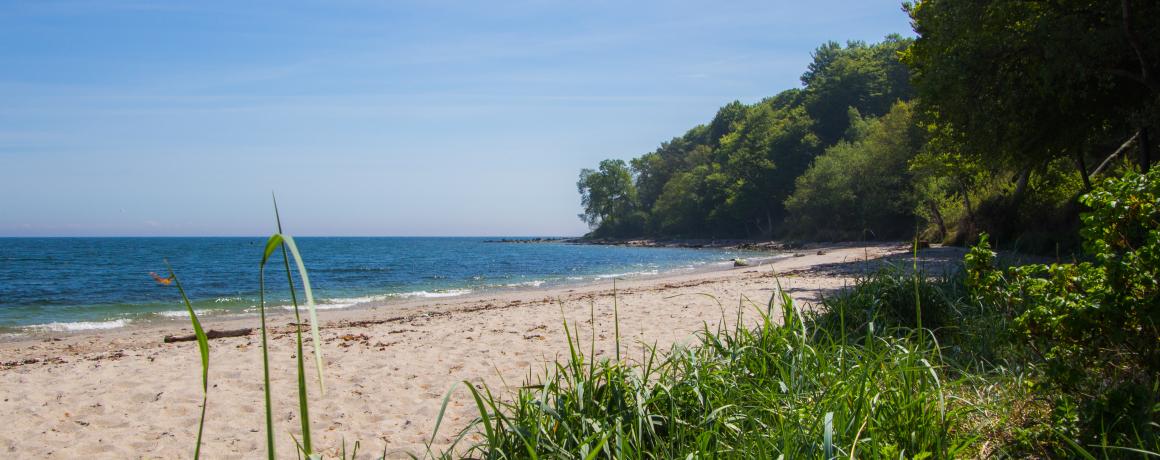 foto af skov ned til strand