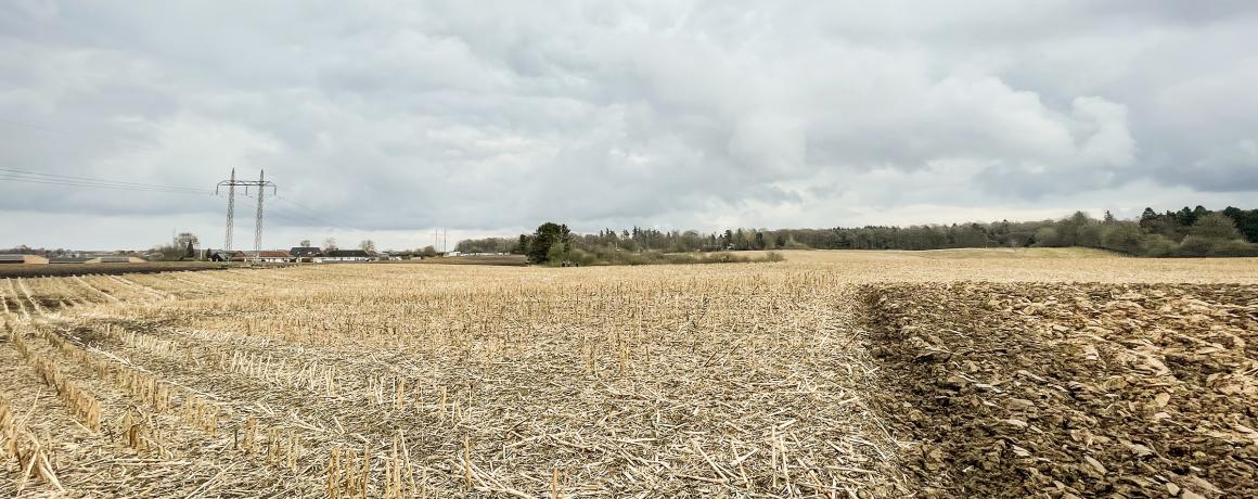 foto af stubmark hvor der kan rejses skov