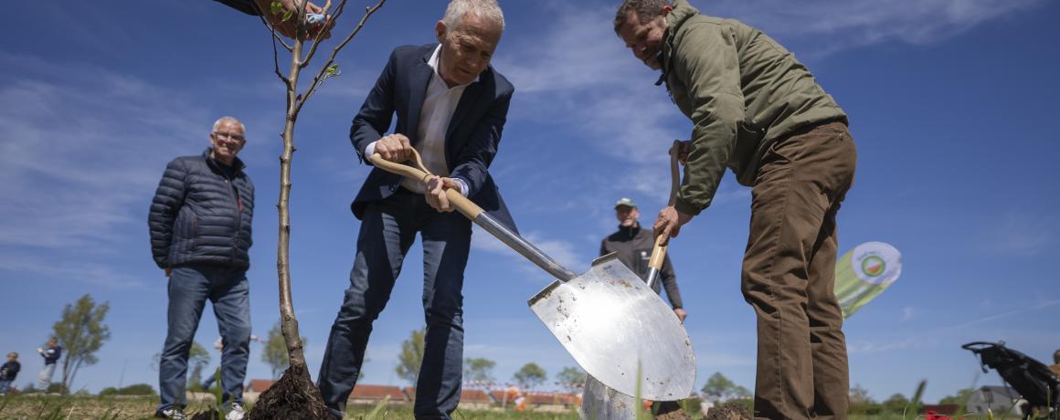 foto af to mænd der planter et træ 