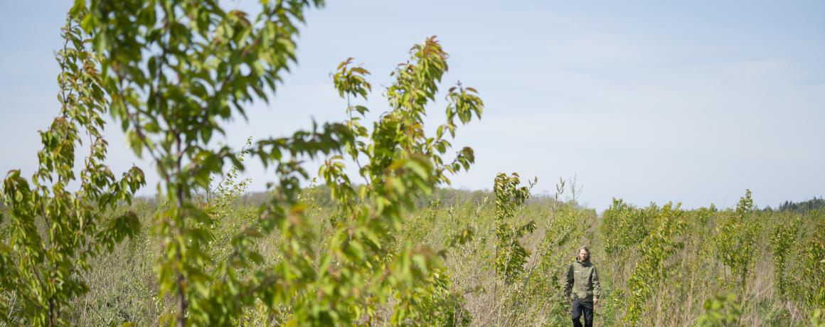 foto af mand der går i nyplantet skov 