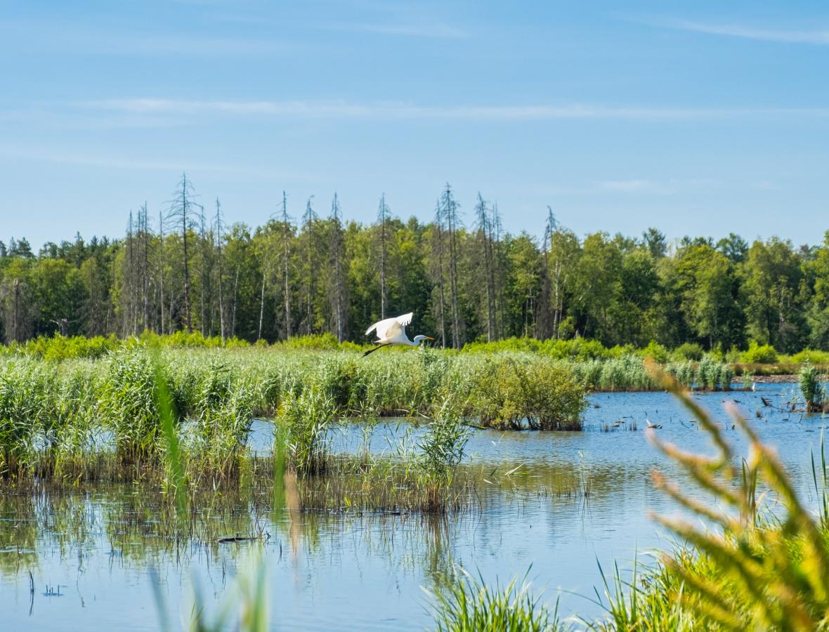 Biodiversitet lavbund