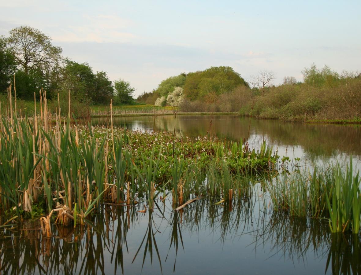 naturområde i viborg