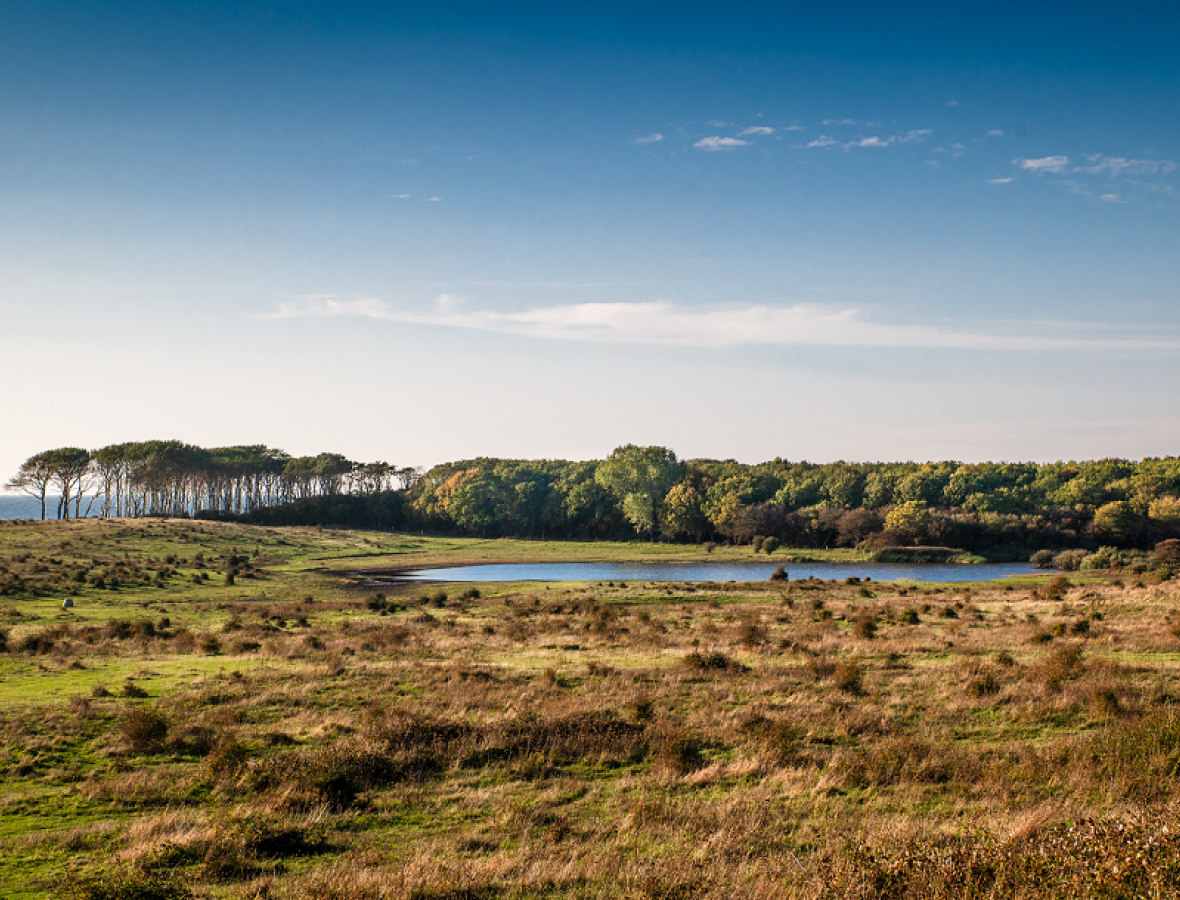 foto af Landskab med skov og vådområde på langeland