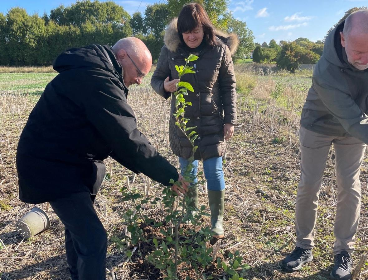 tre politikere planter et træ på en mark i Kollund 