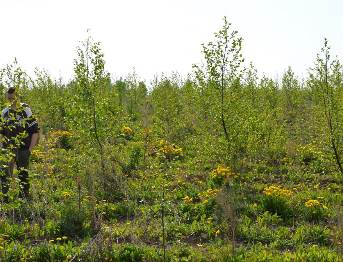 plantning af træer 