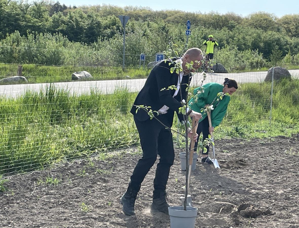 Miljøminister Magnus Heunicke planter et æbletræ
