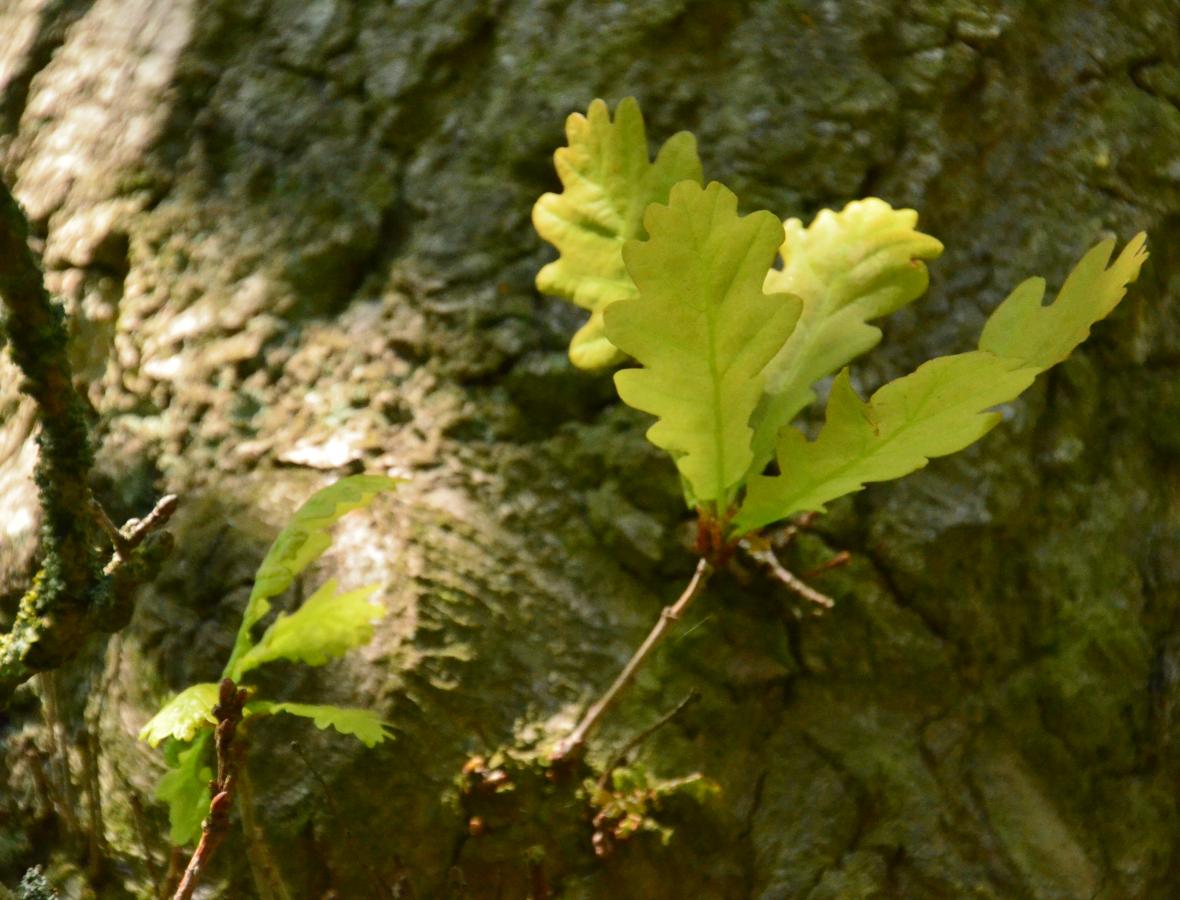 foto af egetræ med nærbillede af blad