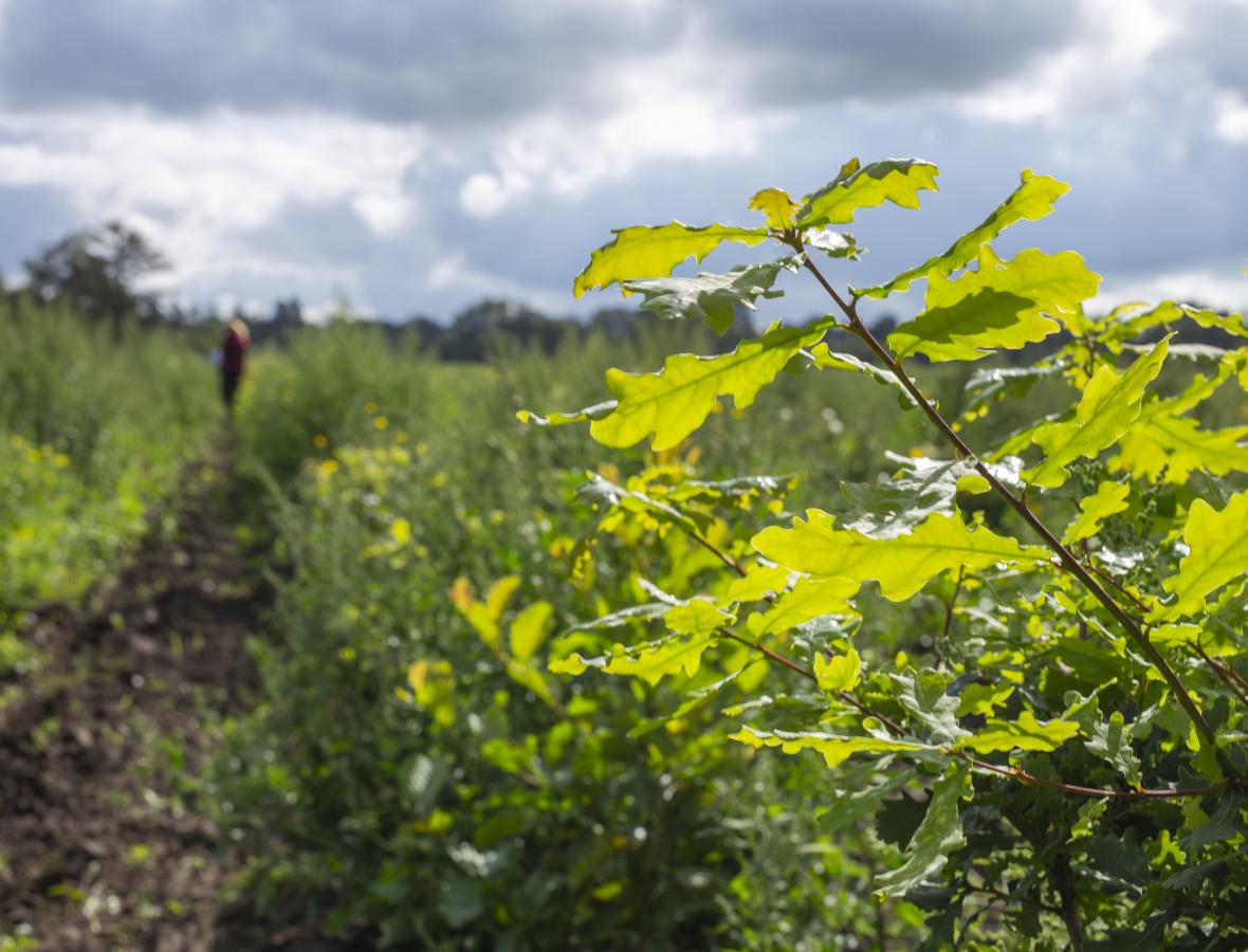 Billede fra nyplantet skov 