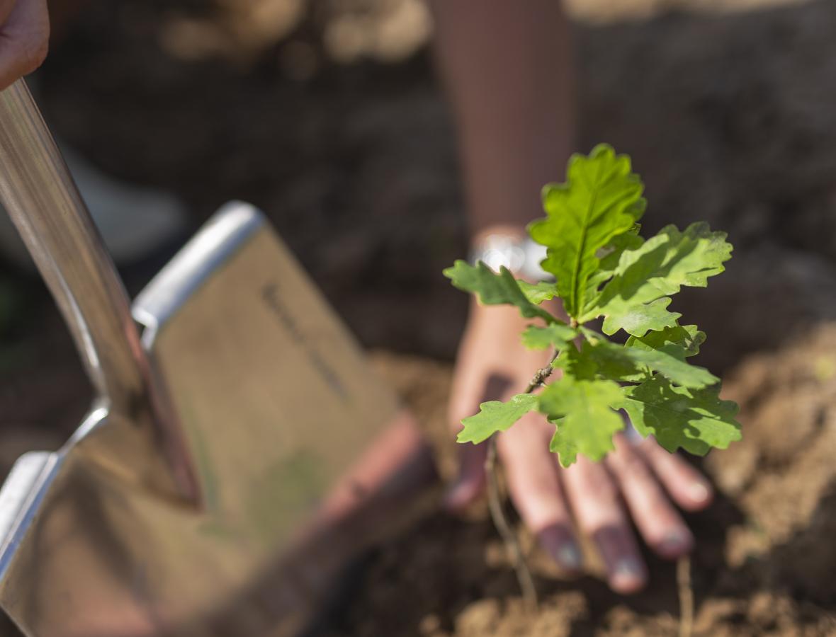 Spade der planter lille egetræ 