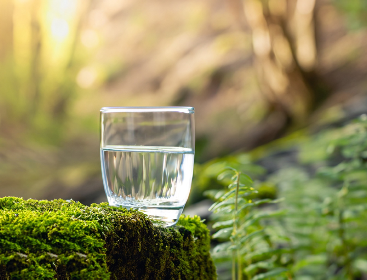 billede af et glas vand i en skov 