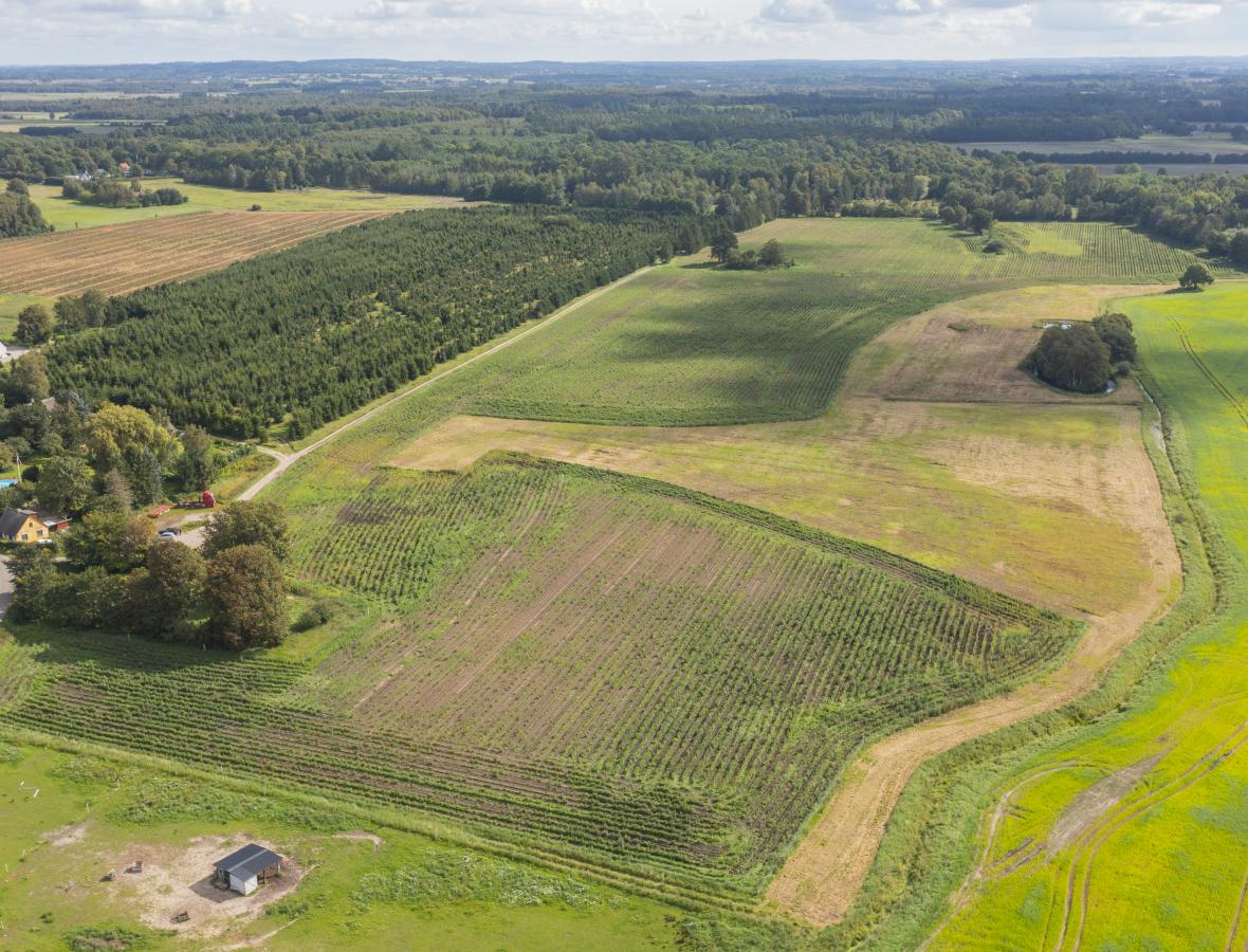 luftfoto af landskab med ny skov