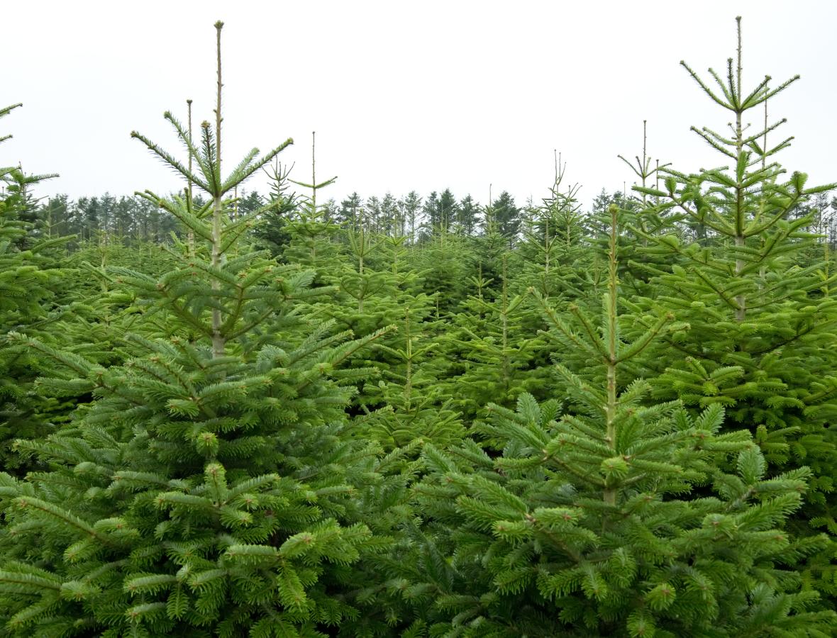 foto af juletræsplantager