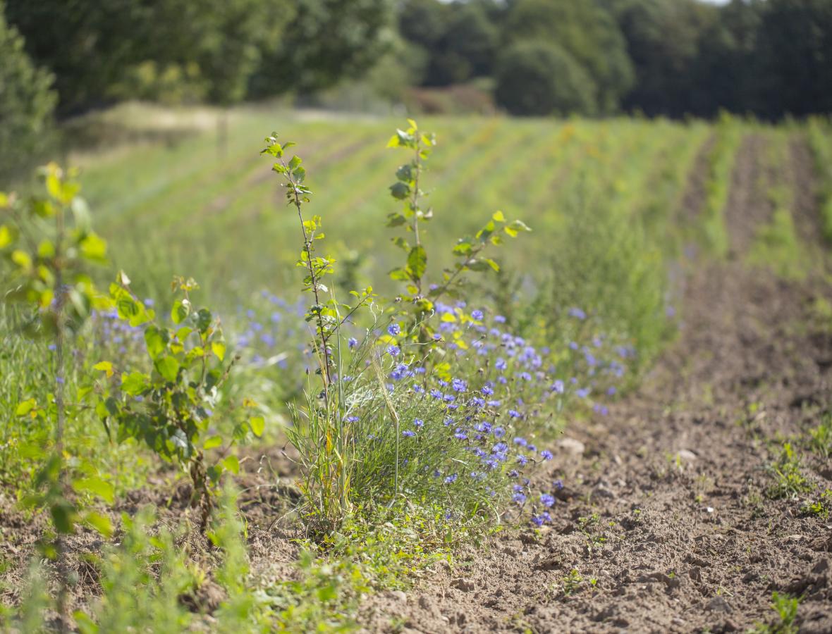 foto af ny skov plantet i rækker