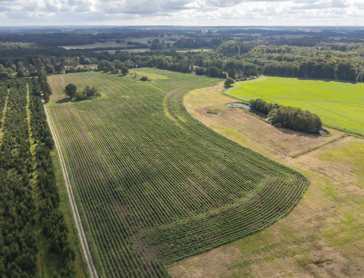 luftfoto af landskab med ny skov