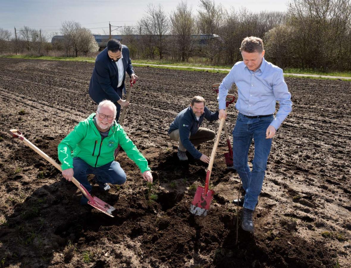 foto af nogle der planter træer 